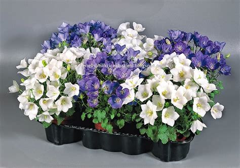 Колокольчик Карпатский Веселые граммофончики (71 фото) - фото ...