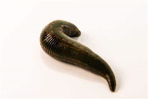 8 Unique Characteristics of Leeches - Wildlife Informer