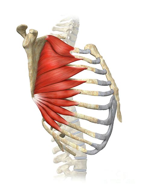 Serratus Anterior Muscle By Henning Dalhoff Science Photo Library
