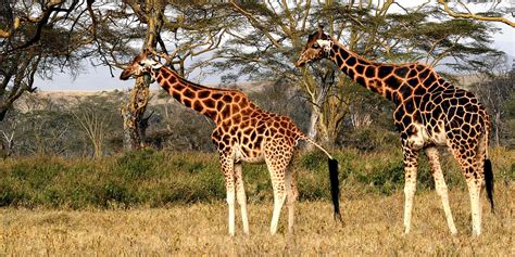 Lake Nakuru & Naivasha | Kenya Safari Vacations | Yellow Zebra Safaris