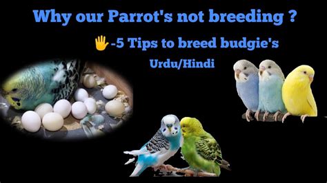 How To Breed Parrots Easy Way To Breed Parrots Tips To Breed