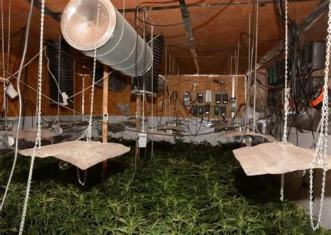 Photo Gallery Â£1 2m Cannabis Farm Discovered By Police In Leeds