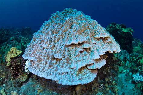 Pending Coral Reef Bleaching E [image] Eurekalert Science News Releases