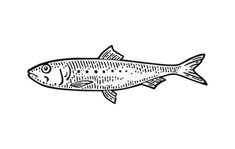 Whole Fresh Fish Sardine Vector Engraving Vintage Stock Illustration