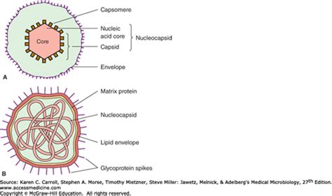 General Properties Of Viruses Basicmedical Key