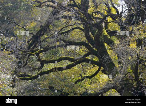 Uni N Haya Fagus Sylvatica Los Rboles En El Parque Natural De La