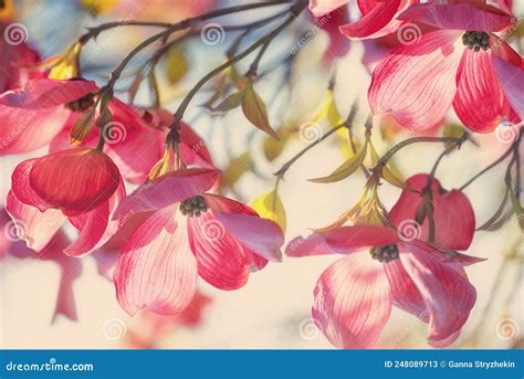 Beautiful Large Pink Flowers On The Tree Stock Image Image Of White