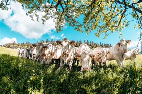 AgTech AI Revolutionizing Cattle Breeding In Atlantic France