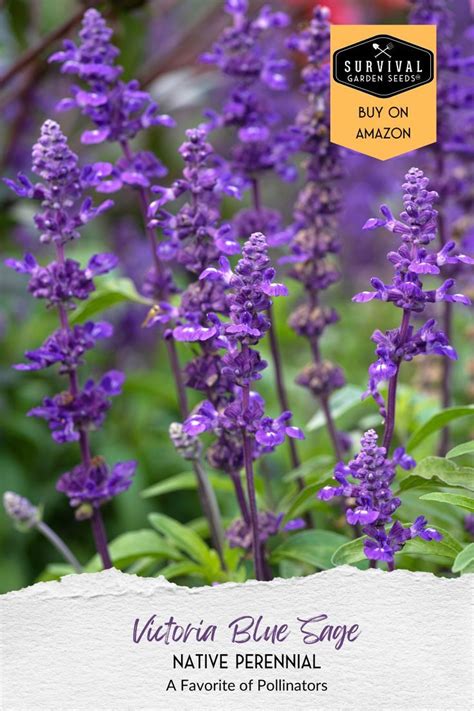 Survival Garden Seeds Victoria Blue Sage Seed For Planting Packet