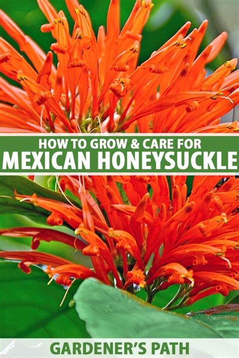 How To Grow And Care For Mexican Honeysuckle Gardeners Path