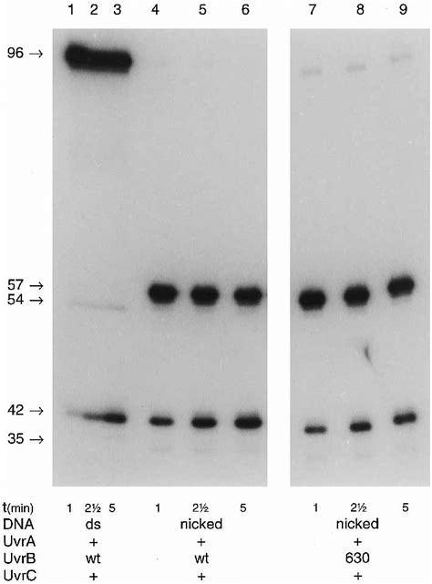 UvrABC Incision Of The Cis Pt Fragment Containing A 3 Nick The Normal