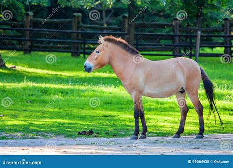 Przewalski`s Horse on Green Grass in Zoo Stock Photo - Image of grass ...