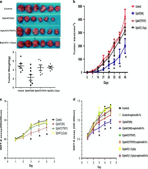 WT EphA7 Inhibit Tumor Growth In Vitro And In Vivo A Subcutaneous