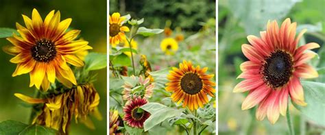 10 Stunning Sunflower Types To Brighten Your Garden