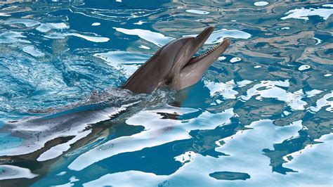 Dolphin 4k Wallpapers Top Free Dolphin 4k Backgrounds Wallpaperaccess