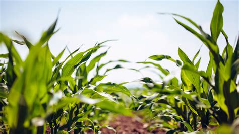 Oklahoma Farm Report Oklahoma Corn Crop Off To Good Start With