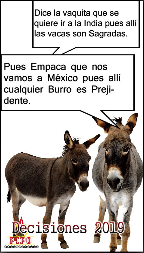 Burro Como Presidente En M Xico Memes De Amlo Imagenes De Risa