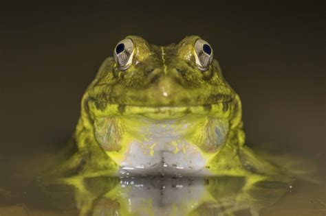 Indian Bullfrog | Rahul Alvares