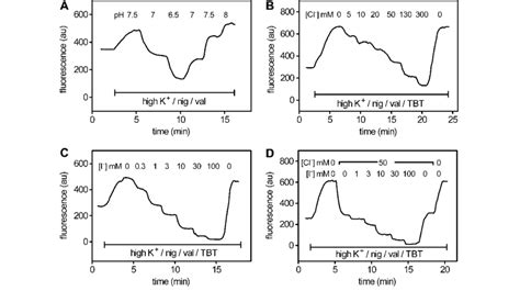 Intracellular Calibration Of YFP H148Q I152L Fluorescence In FRTL 5