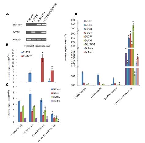 Functional Characterization Of A Novel R2r3 Myb Transcription Factor