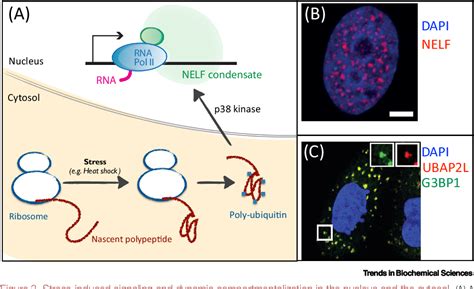 Transcriptional Lockdown During Acute Proteotoxic Stress Semantic Scholar