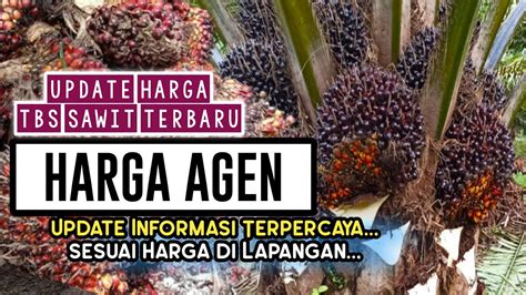 Update Harga Sawit Hari Ini Di Riau Harga Di Agen 26 Juli 2022 YouTube