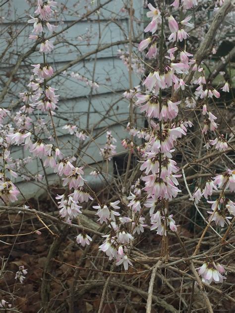 The Phytophactor: Friday Fabulous Flower - dwarf Forsythia