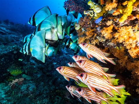 wreck diving  history exploring indonesias majestic wreck dive spots
