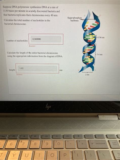 Solved Suppose DNA polymerase synthesizes DNA at a rate of | Chegg.com 