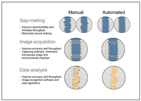 CytoSMART | Wound healing assay - what, why and how