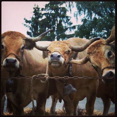 Aubrac_Breeders (@Aubrac_Breeders) | Twitter