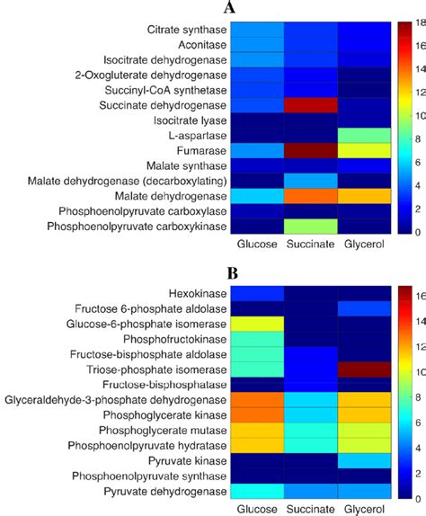 Flux Balance Analysis Of Tca Cycle And Anaplerotic Reactions Of The Tca