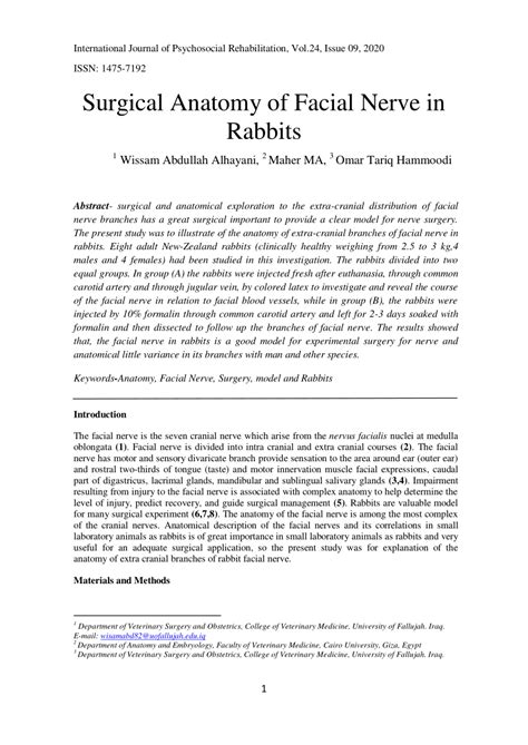 Pdf Surgical Anatomy Of Facial Nerve In Rabbits