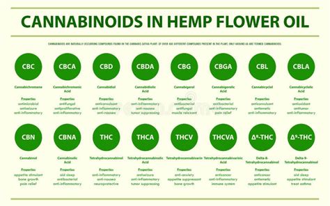 Cannabinoids In Hemp Flower Oil Horizontal Infographic Stock Vector