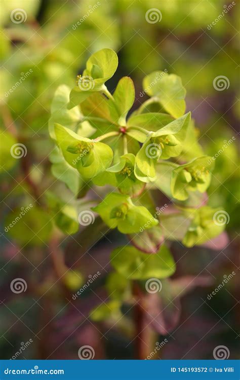 Spurge De Madera Purpurea Foto De Archivo Imagen De Planta 145193572