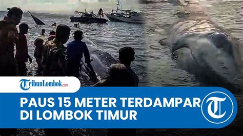 Paus Sepanjang Meter Terdampar Di Pesisir Pantai Mbang Mbangan