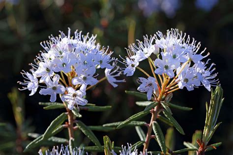 What Flowers Grow In The Arctic Tundra Best Flower Site