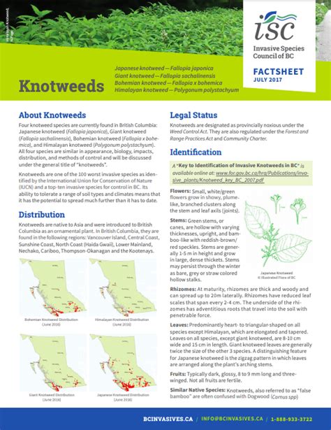 Japanese Knotweed Profile And Resources Invasive Species Centre