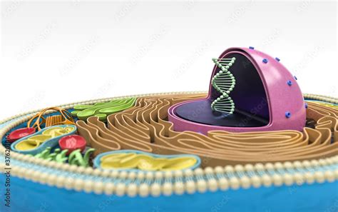 3d Rendering Of The Human Cell Cross Section Detailed Colorful Anatomy