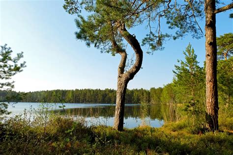 Melnezers Purva Ezers Ķemeru Nacionālais Parks Melnezers Jūrmala