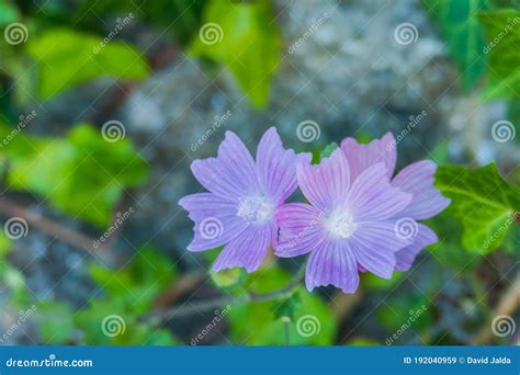 Flores De Planta Mallow Malva Sylvestris Imagen De Archivo Imagen De