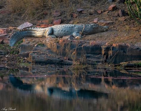 Ranthambore Dec 2021 - Day 01 on Behance