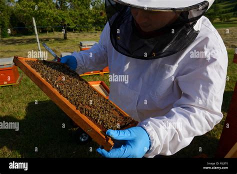 Prize Winning Bee Keeper Sanjin Zarkovic At His Honey Bee Apis