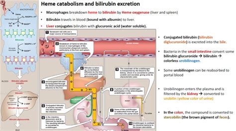 Bilirubin Diagram Quizlet