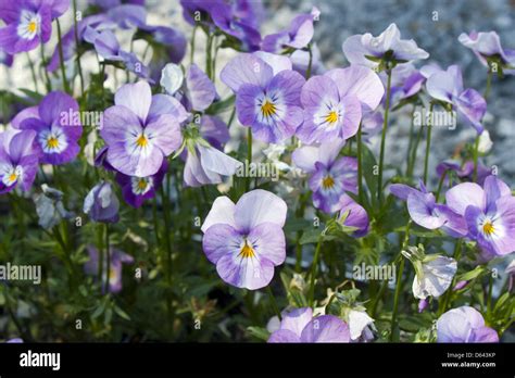 pansy Stock Photo: 55409754 - Alamy