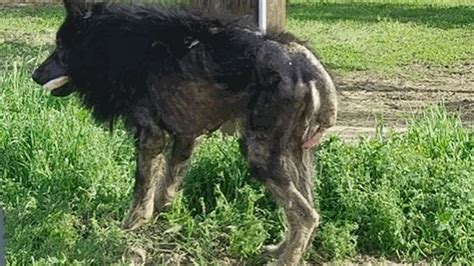 Pensavano Fosse Un Lupo Mannaro Ma Era Solo Un Cane Randagio In