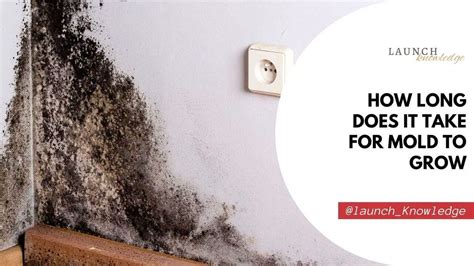 How Long Does It Take For Mold To Grow In A Shower At Jai Rhoads Blog