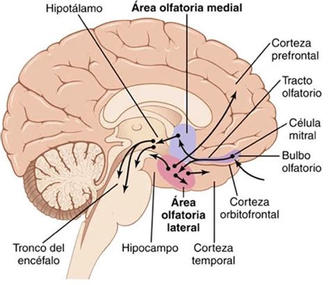 Mapa Mental de la Percepción Mind Map