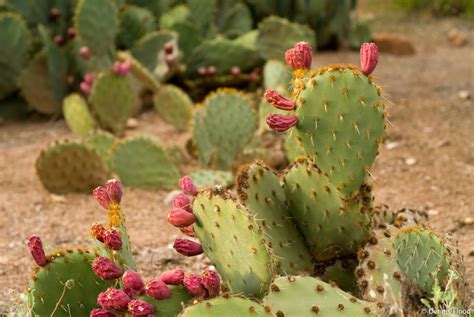 Prickly Pear Cactus Blooms | Dennis Flood Photography