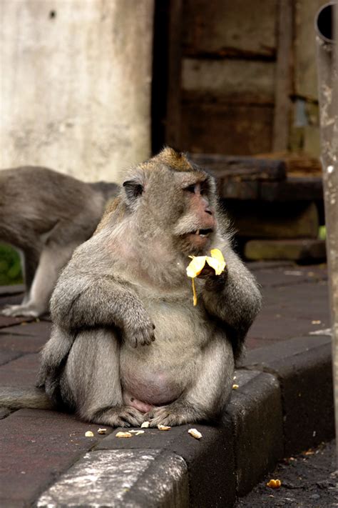 Ada Monyet Kegemukan Di Bali